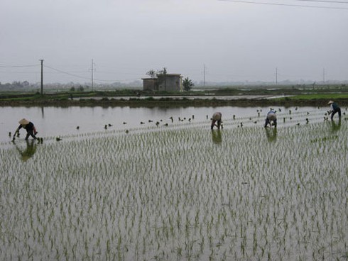 Chưa hết Tết, nông dân xuống đồng sản xuất nhộn nhịp - ảnh 5