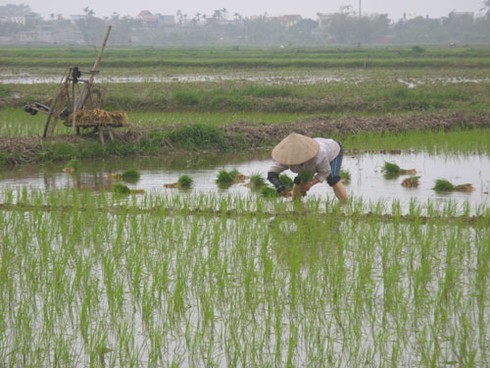 Chưa hết Tết, nông dân xuống đồng sản xuất nhộn nhịp - ảnh 1