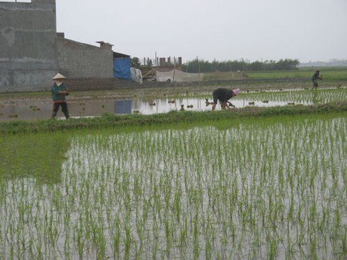 Chưa hết Tết, nông dân xuống đồng sản xuất nhộn nhịp - ảnh 15