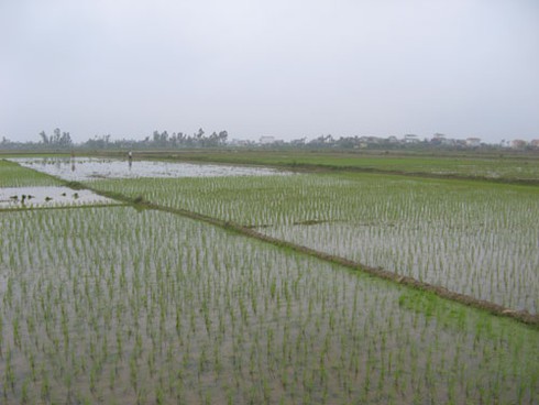 Chưa hết Tết, nông dân xuống đồng sản xuất nhộn nhịp - ảnh 16