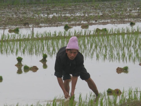 Chưa hết Tết, nông dân xuống đồng sản xuất nhộn nhịp - ảnh 13