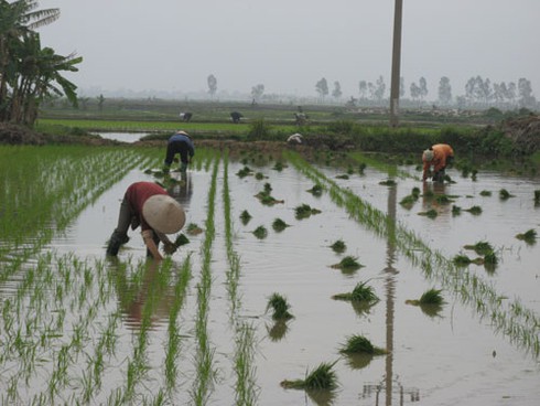 Chưa hết Tết, nông dân xuống đồng sản xuất nhộn nhịp - ảnh 14