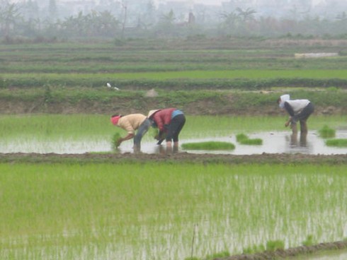 Chưa hết Tết, nông dân xuống đồng sản xuất nhộn nhịp - ảnh 10