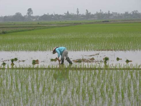 Chưa hết Tết, nông dân xuống đồng sản xuất nhộn nhịp - ảnh 11