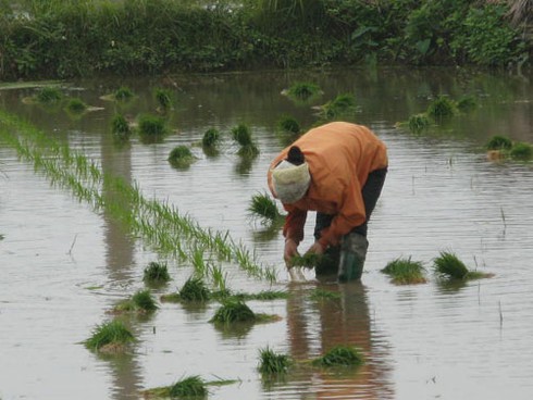 Chưa hết Tết, nông dân xuống đồng sản xuất nhộn nhịp - ảnh 9