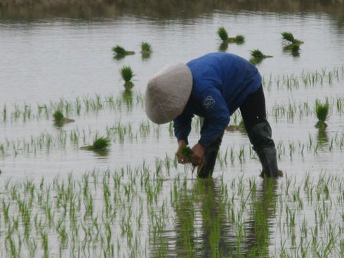 Chưa hết Tết, nông dân xuống đồng sản xuất nhộn nhịp - ảnh 7