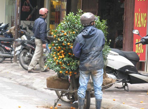 Nghề nhặt đào quất rác sau Tết kiếm bộn - ảnh 2