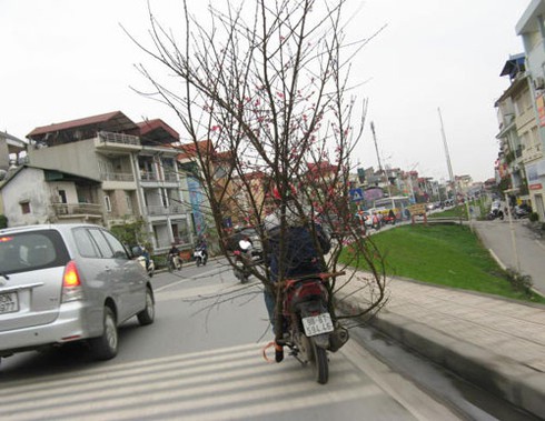 Nghề nhặt đào quất rác sau Tết kiếm bộn - ảnh 3