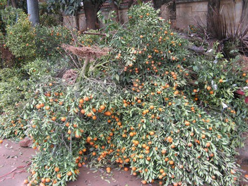 Nghề nhặt đào quất rác sau Tết kiếm bộn - ảnh 1