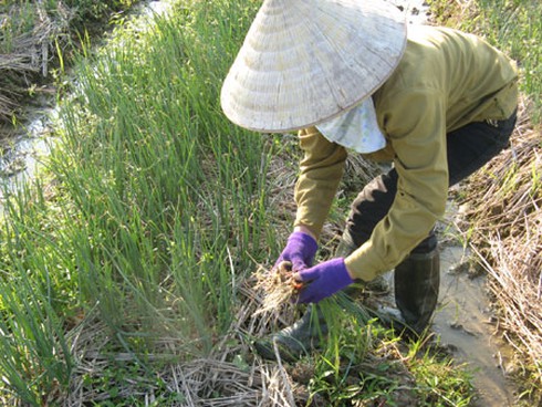 Nông dân trồng hành Tết ở Hải Dương được mùa lớn - ảnh 6
