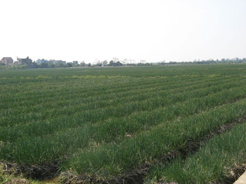 Nông dân trồng hành Tết ở Hải Dương được mùa lớn - ảnh 7