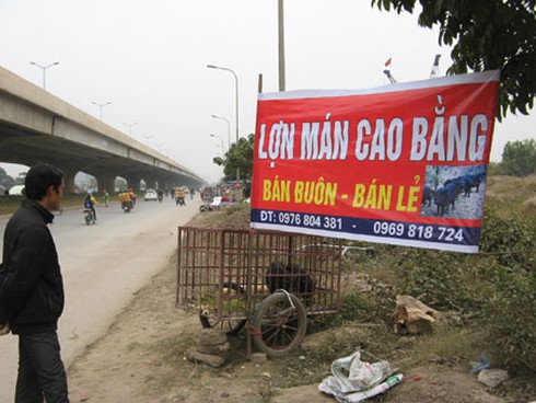 Lạ: Lợn mán theo xe đi bán dạo vỉa hè Hà Nội - ảnh 1