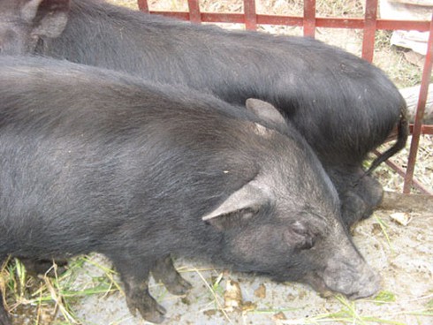 Lạ: Lợn mán theo xe đi bán dạo vỉa hè Hà Nội - ảnh 2