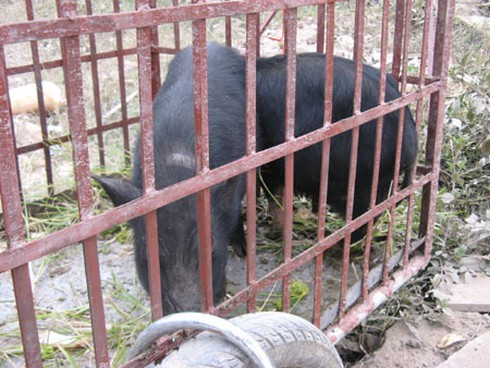 Lạ: Lợn mán theo xe đi bán dạo vỉa hè Hà Nội - ảnh 5