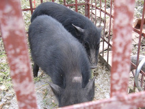 Lạ: Lợn mán theo xe đi bán dạo vỉa hè Hà Nội - ảnh 4