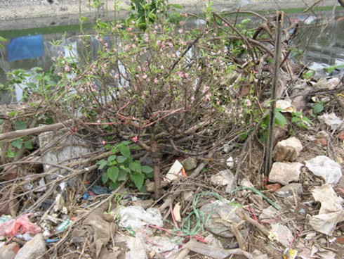Đào, quất chất thành đống rác sau Tết - ảnh 1