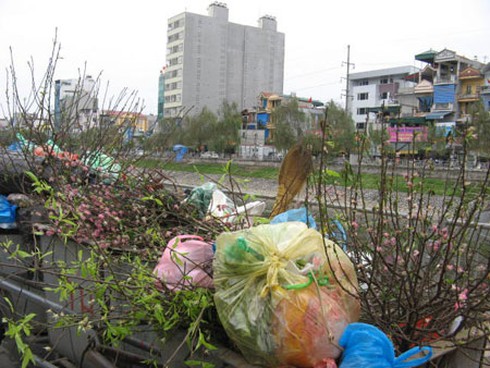 Đào, quất chất thành đống rác sau Tết - ảnh 3