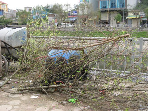 Đào, quất chất thành đống rác sau Tết - ảnh 4