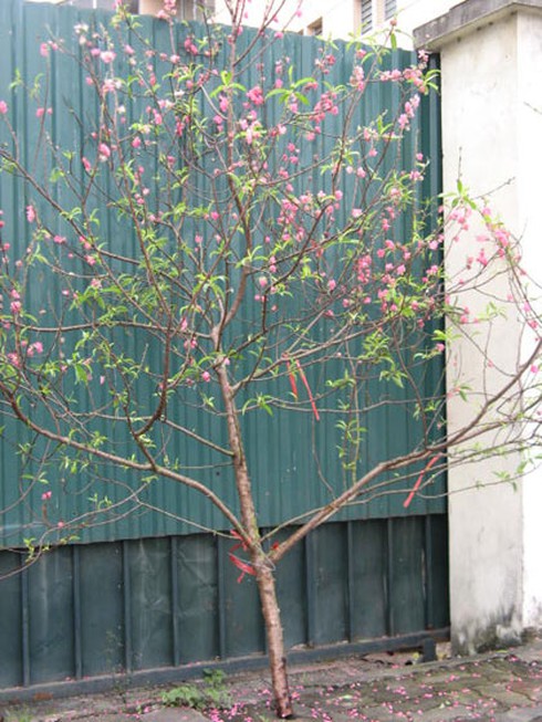 Đào, quất chất thành đống rác sau Tết - ảnh 5