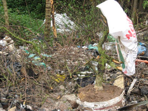 Đào, quất chất thành đống rác sau Tết - ảnh 6