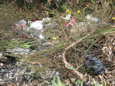 Đào, quất chất thành đống rác sau Tết - ảnh 7