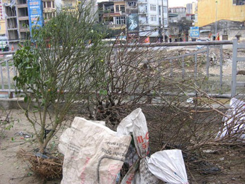 Đào, quất chất thành đống rác sau Tết - ảnh 8