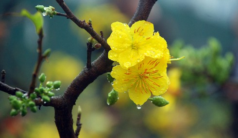 Hoa mai khoe sắc vàng rực giữa Thủ đô - ảnh 10