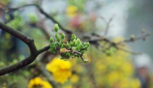 Hoa mai khoe sắc vàng rực giữa Thủ đô - ảnh 11