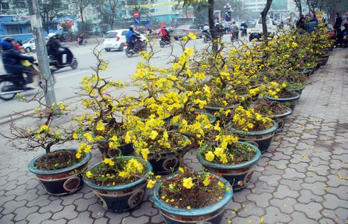 Hoa mai khoe sắc vàng rực giữa Thủ đô - ảnh 12