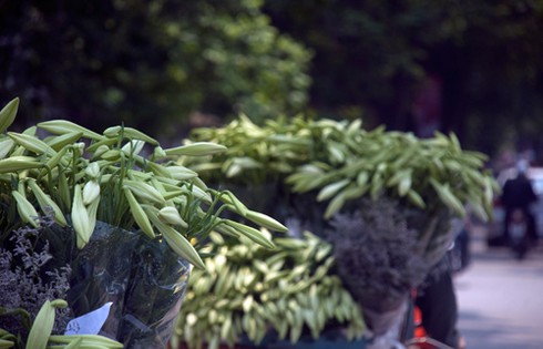 Hoa loa kèn đầu mùa