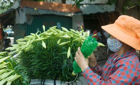 Hoa loa kèn đầu mùa