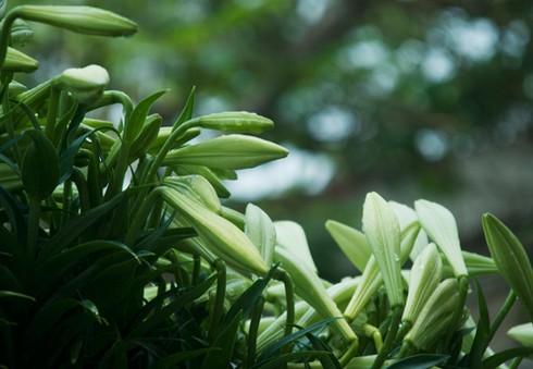 Hoa loa kèn đầu mùa