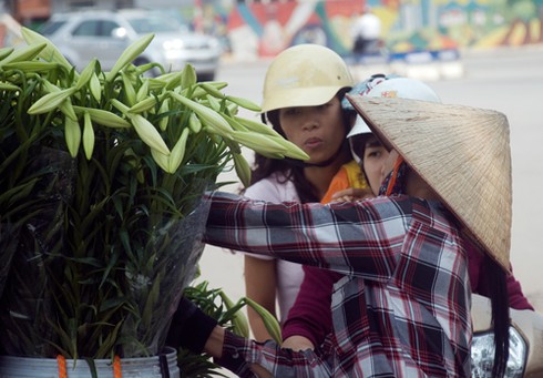 Hoa loa kèn đầu mùa