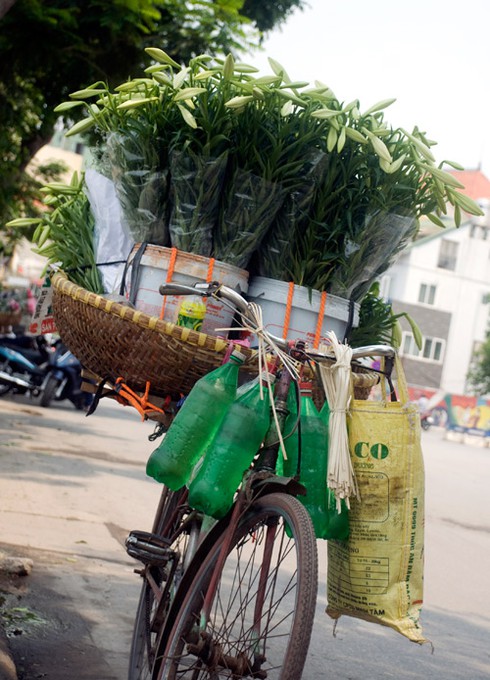 Hoa loa kèn đầu mùa