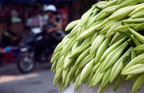 Hoa loa kèn đầu mùa