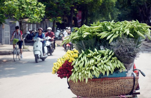 Hoa loa kèn đầu mùa