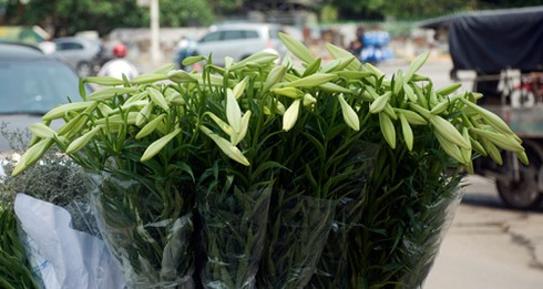 Hoa loa kèn đầu mùa