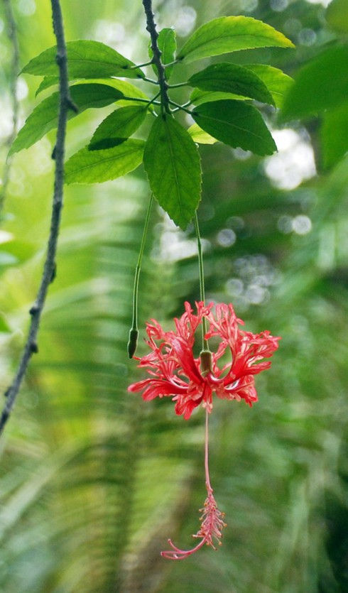 Con ở miền Nam ra thăm Lăng Bác - ảnh 8