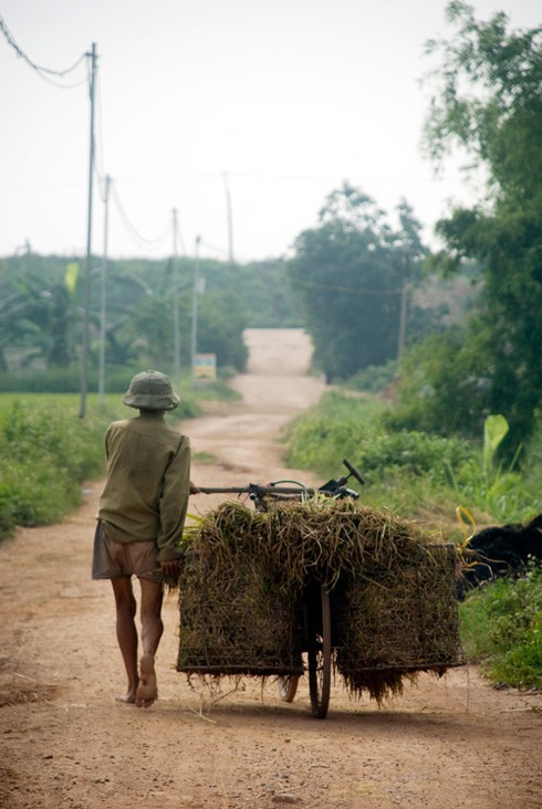 Nông dân gặt lúa dưới cái nắng đổ lửa - ảnh 10