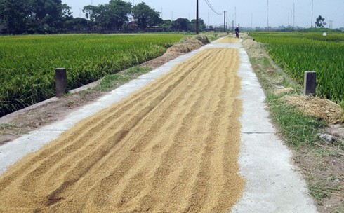 Nông dân gặt lúa dưới cái nắng đổ lửa - ảnh 11