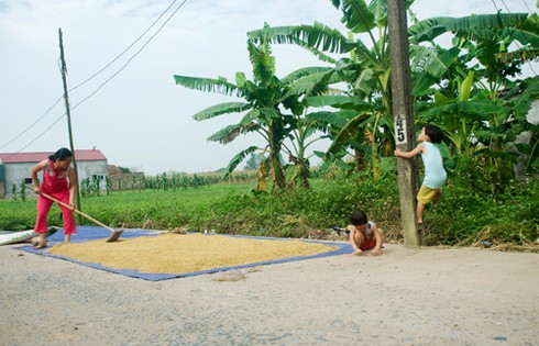 Nông dân gặt lúa dưới cái nắng đổ lửa - ảnh 12