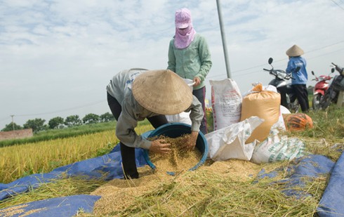 Nông dân gặt lúa dưới cái nắng đổ lửa - ảnh 6