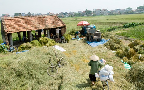 Nông dân gặt lúa dưới cái nắng đổ lửa - ảnh 7