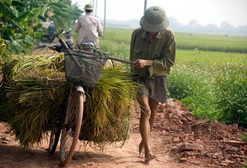 Nông dân gặt lúa dưới cái nắng đổ lửa - ảnh 8