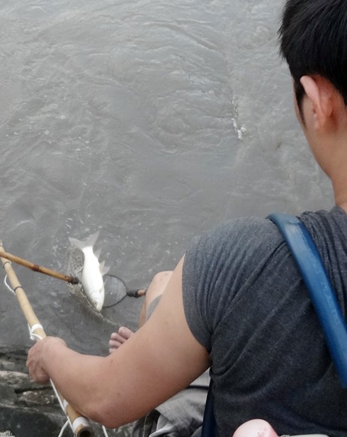 Hà Nội xả nước vào nội thành, người dân vợt bắt hàng tạ cá - ảnh 2
