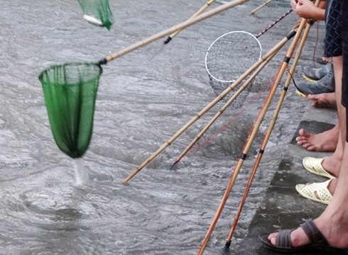 Hà Nội xả nước vào nội thành, người dân vợt bắt hàng tạ cá - ảnh 3