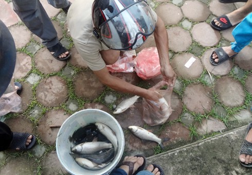 Hà Nội xả nước vào nội thành, người dân vợt bắt hàng tạ cá - ảnh 4