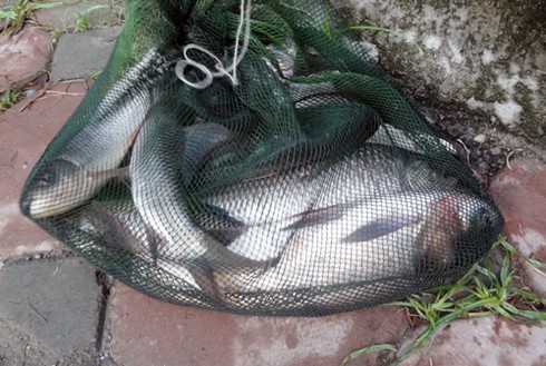 Hà Nội xả nước vào nội thành, người dân vợt bắt hàng tạ cá - ảnh 5