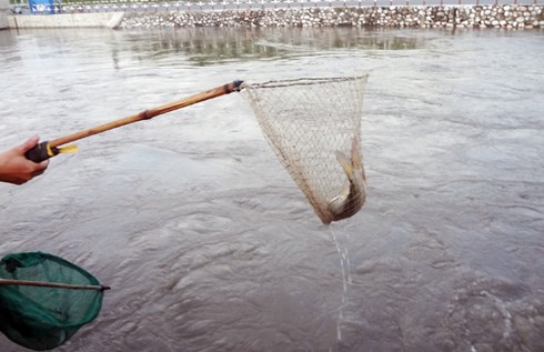 Hà Nội xả nước vào nội thành, người dân vợt bắt hàng tạ cá - ảnh 6