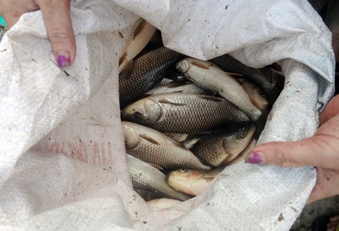 Hà Nội xả nước vào nội thành, người dân vợt bắt hàng tạ cá - ảnh 8